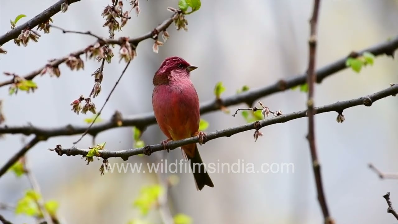 Stunning himalayan birds in the wild | Rare and colorful mountain species