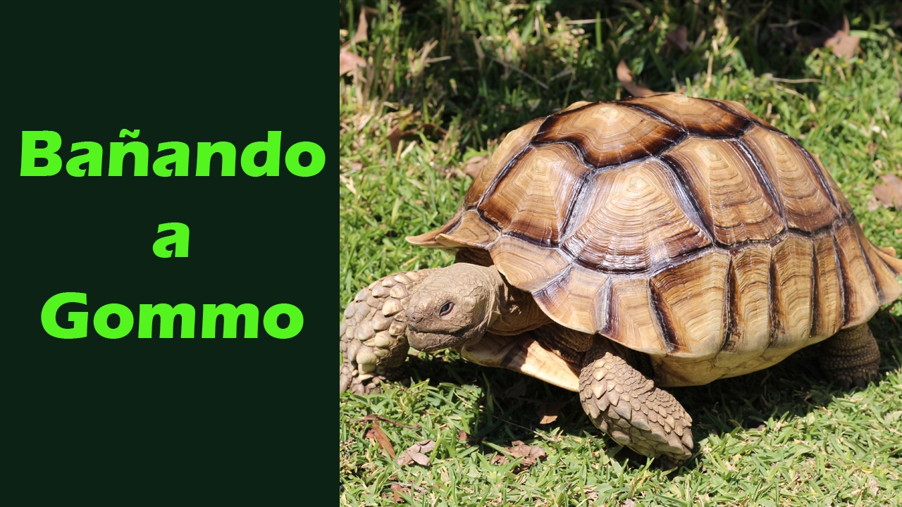 Tortuga Sulcata Tutorial -Bañando a Gommo-
