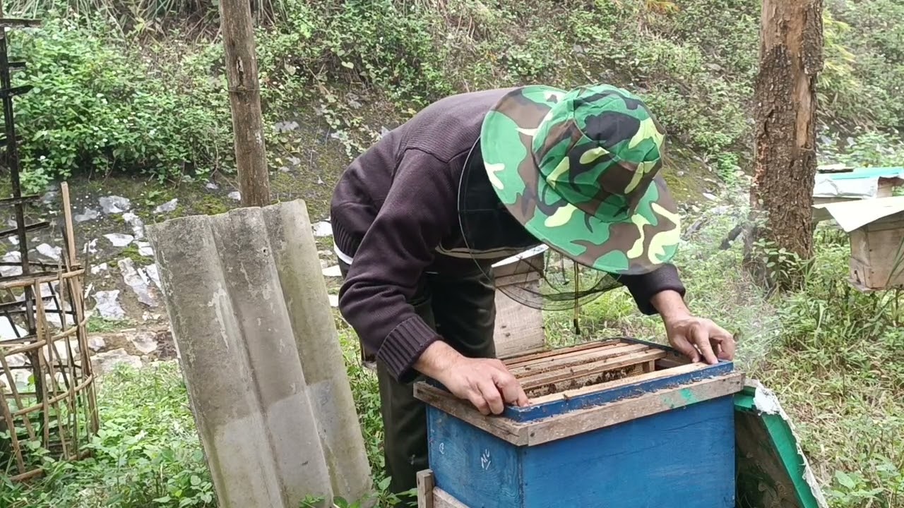 Xử lý tổ ong có nhu cầu chia đàn 