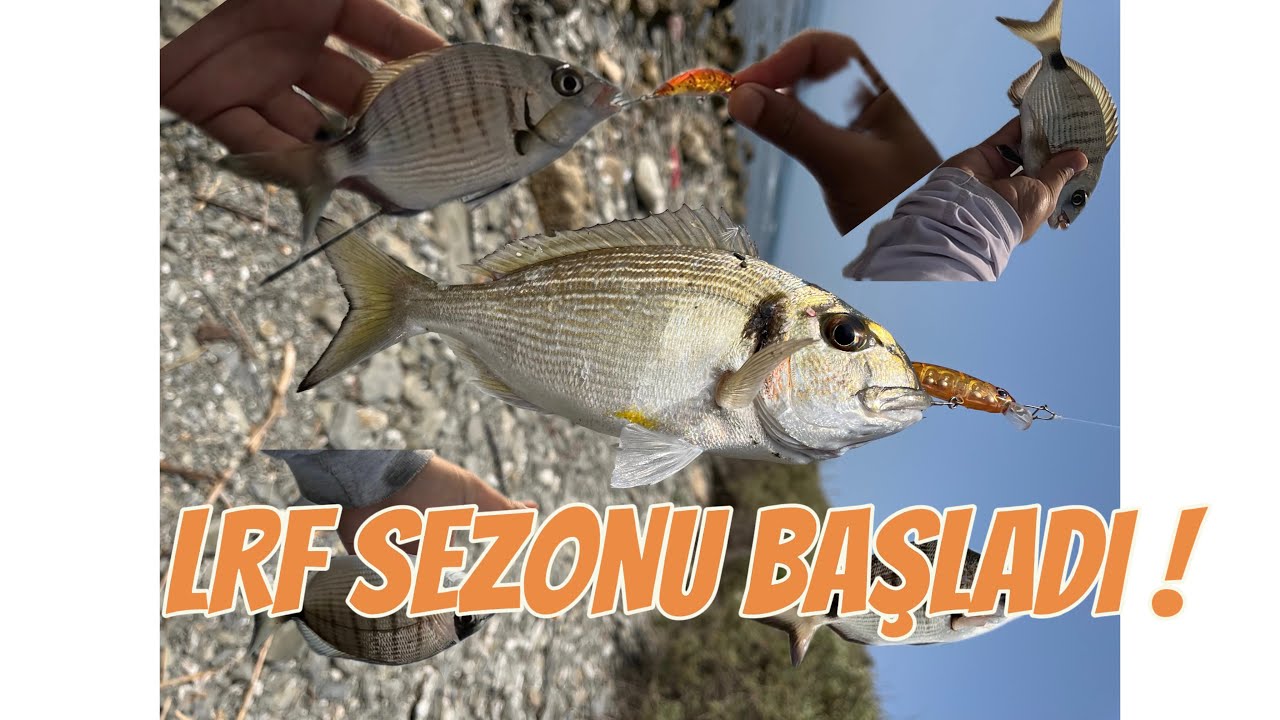 LRF SEZONU BAŞLADI !!  Yakala bırak balık avı / Lrf balık avı / çupra sargoz avı / hanfish zıpır