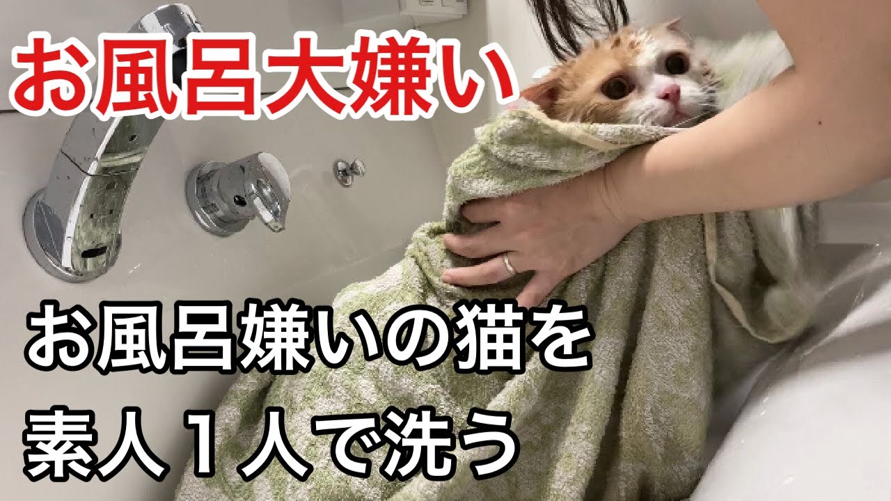【猫お風呂】いつもは大暴れする猫をサロンの方から教えて頂いた方法で1人でシャンプーする！