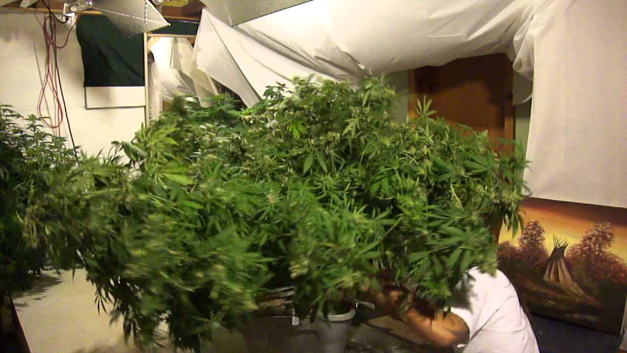 1 1/2 POUND MARIJUANA PLANT!!!  Normandy Spreader, Normandy Trainer, Normandy Technique