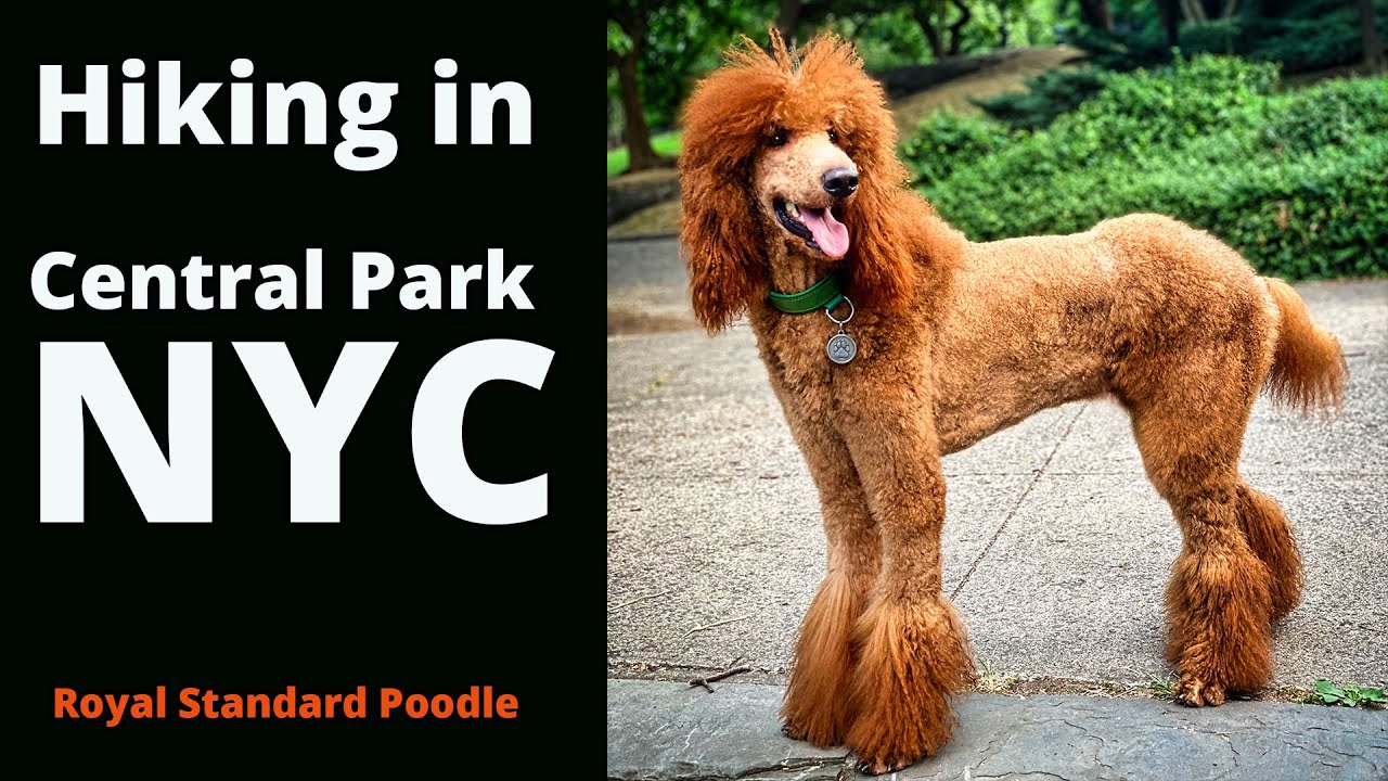 Hiking with my dog in North Woods Central Park | NYC