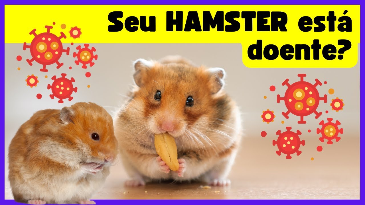 10 sinais de que o seu HAMSTER pode estar DOENTE [NÃO IGNORE O SEXTO]