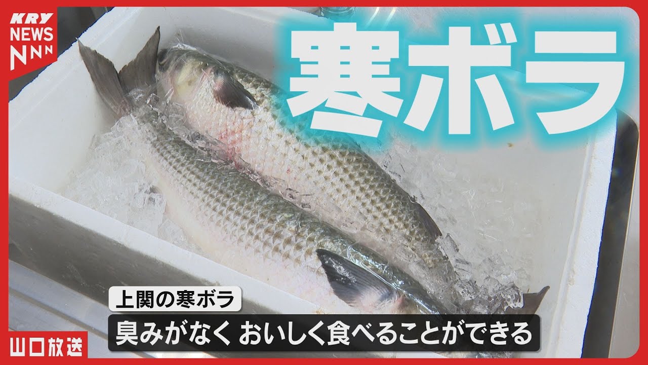 「未利用魚」ボラが絶品グルメに！上関の寒ボラまつり開催（山口・上関町）