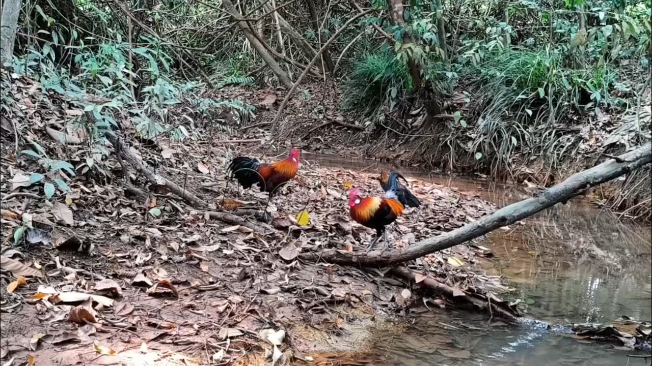 Momen jarang terjadi saat mikat ayam hutan