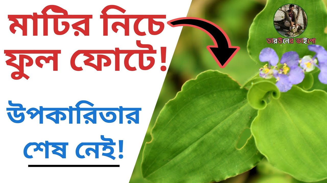 কানশিরে গাছ | ঢোলপাতা গাছ | Benghal dayflower । Commelina benghalensis । ভেষজ গাছ । ডারউনের ভাইপো