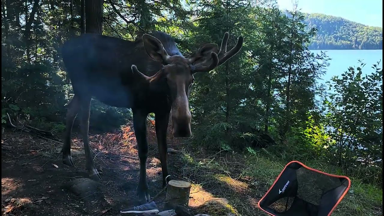 Bigger Lake, Morning Moose, Algonquin Park