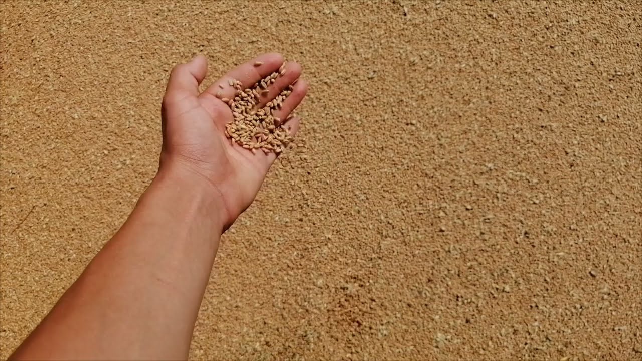 TREBBIATURA GRANO 2021- Laverda M120