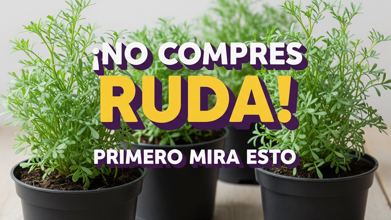 NUNCA te contaron esto sobre la ruda: Últimos descubrimientos 