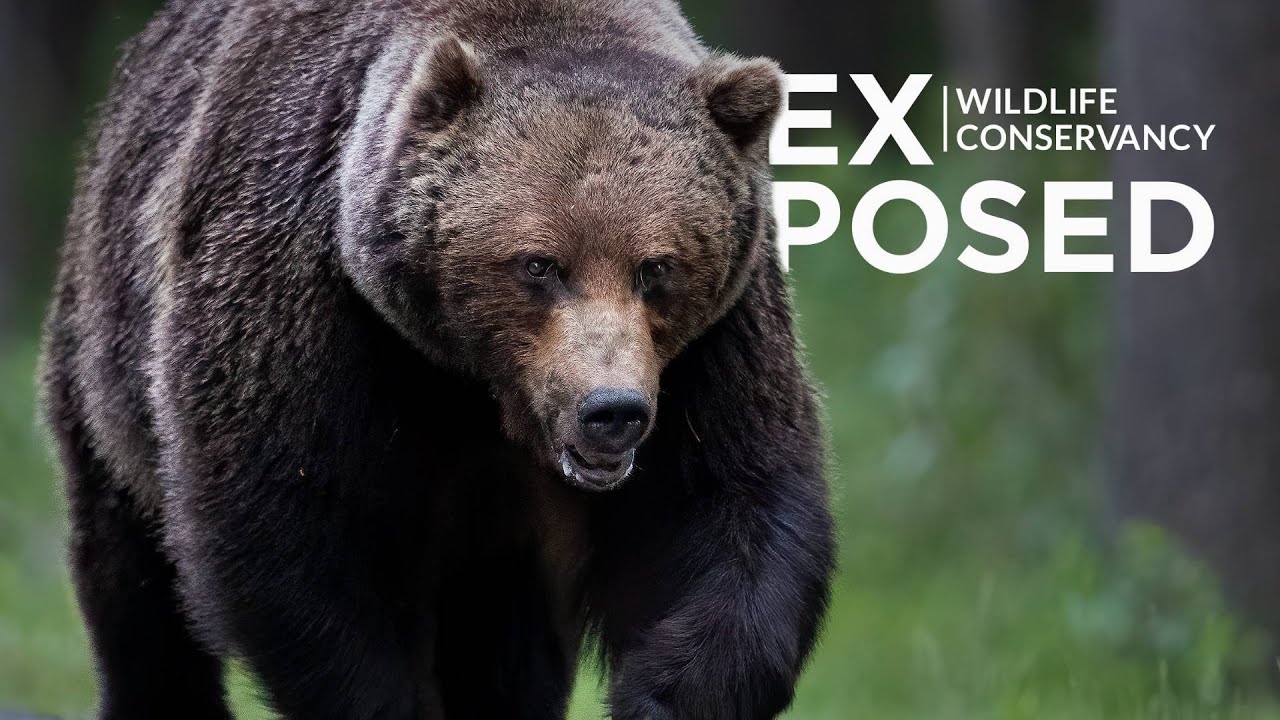In the Cross Hairs: The Road to Recovery for Alberta's Threatened Grizzly Bears