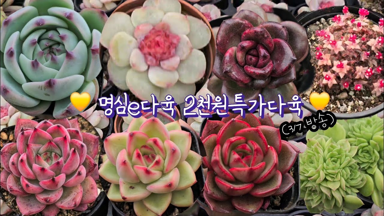 명심e 2천원특가다육♡(3.8.토)