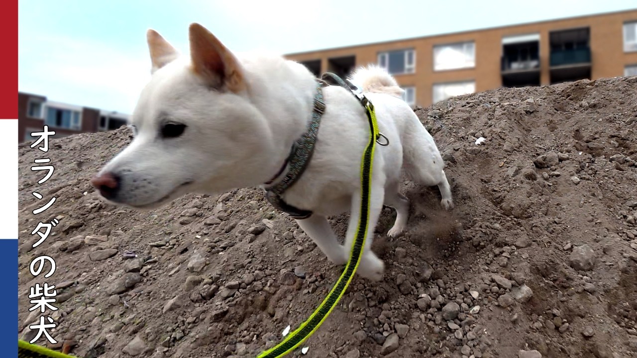 柴犬柿丸  のせられて砂山に駆け上る柴犬｜オランダ散歩・環境音