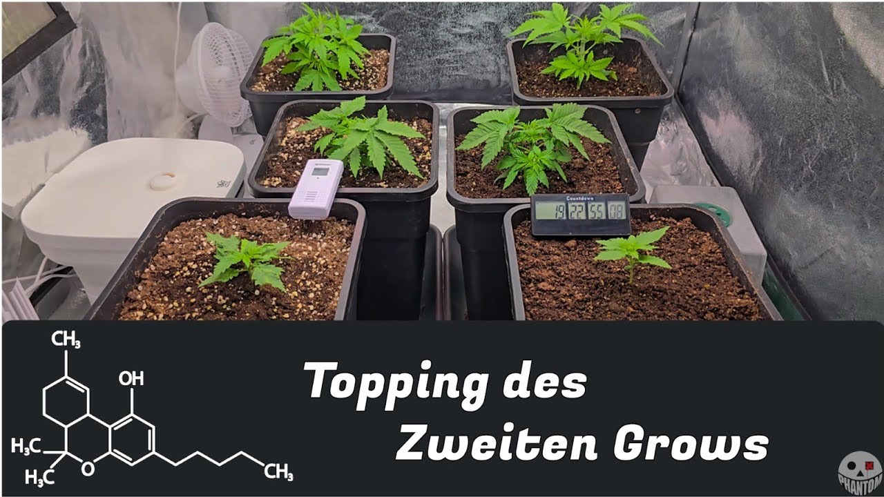 Heute wird GETOPPT | ZWEITER INDOOR GROW | Teil 2 #toppingguide #bloomtech