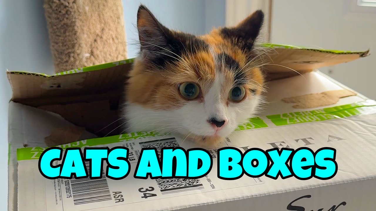 Cats And Boxes: A Lifelong Love Affair