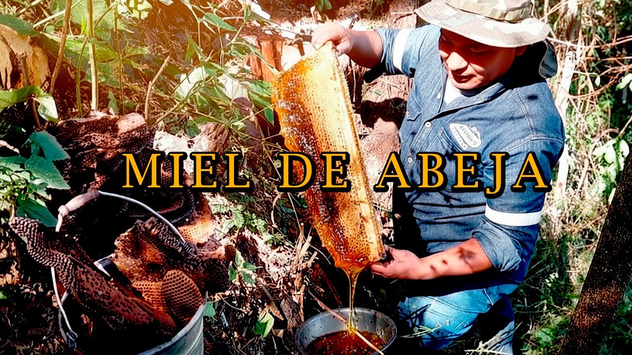 Así se saca la MIEL DE ABEJA en el CAMPO