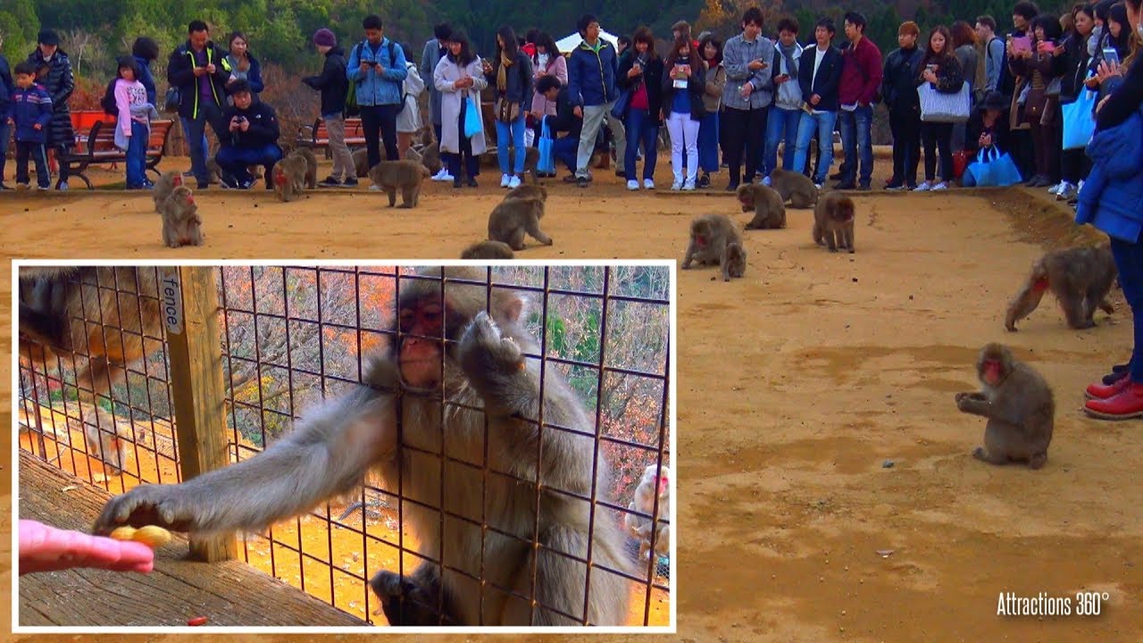[4K] Monkey Park - Feeding Monkey - Monkey Roaming Freely - Japan