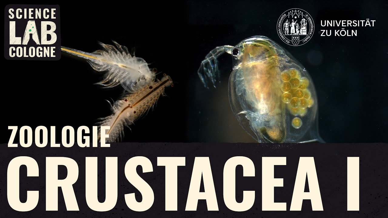 Zoologie - Crustacea I (Entomostraca)