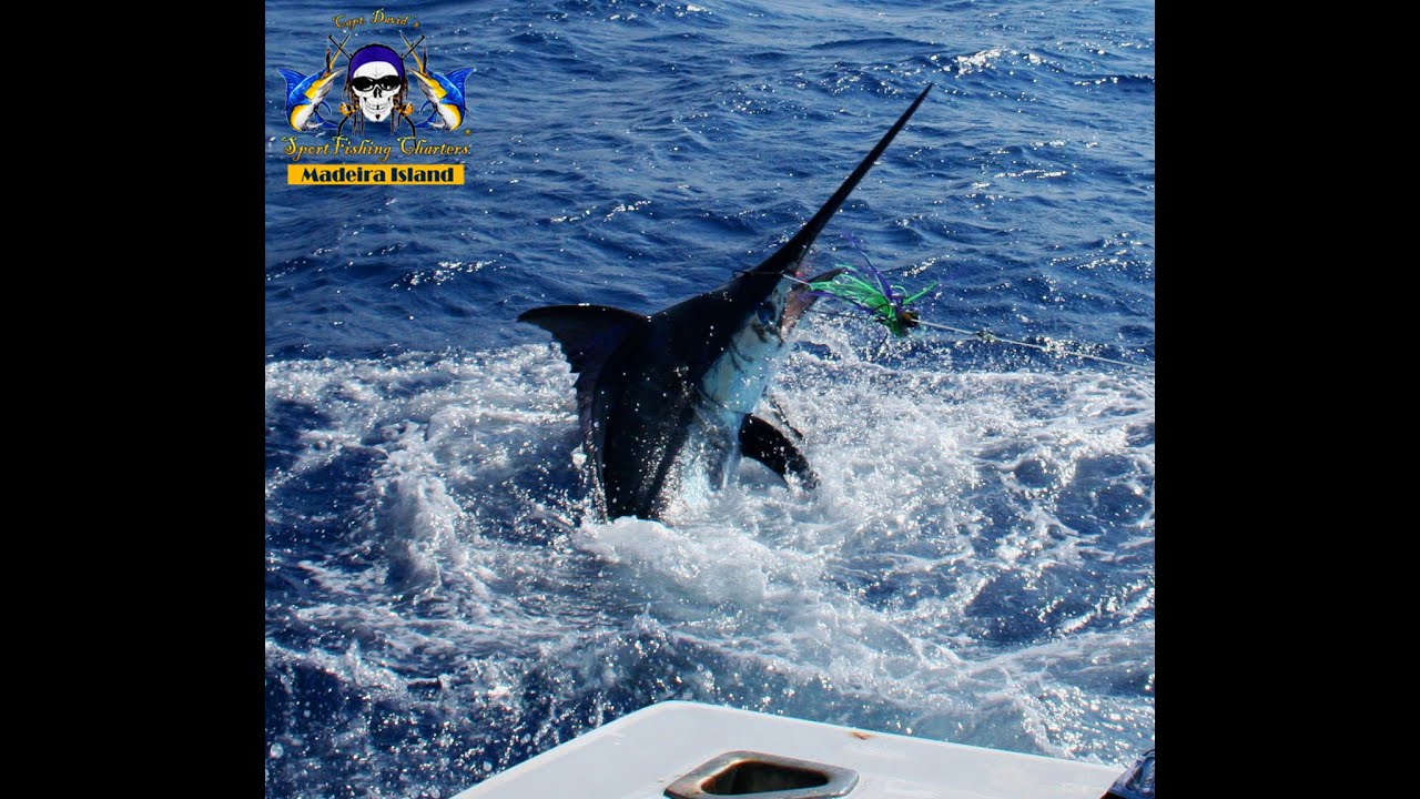 600lb. (270kg.) Blue Marlin Fishing Madeira Island. A view from the Captain&acute;s eye.