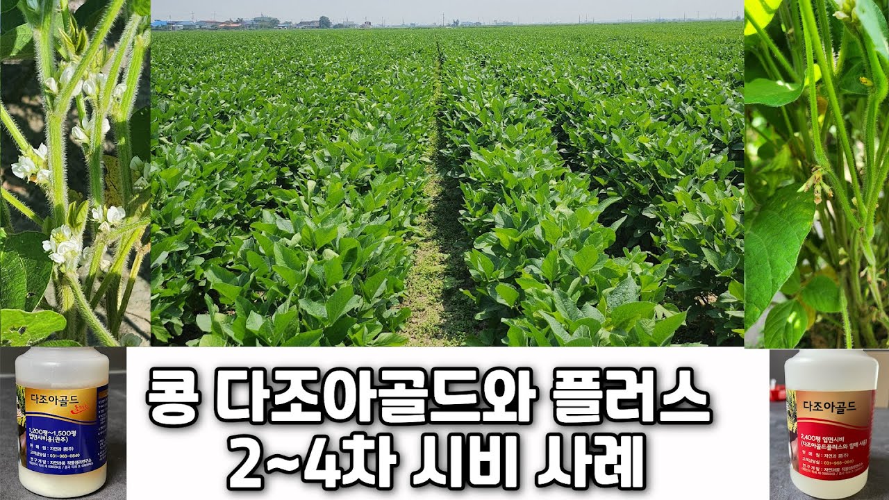 콩 다조아골드와 플러스 2~4차 시비 : 