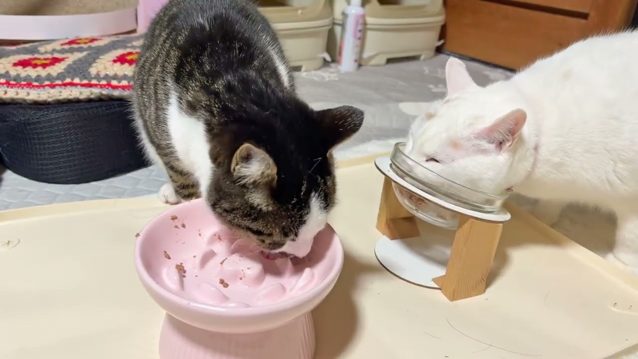 温めたウェットフードの夕ごはんを配膳します【26年2月13日その7】