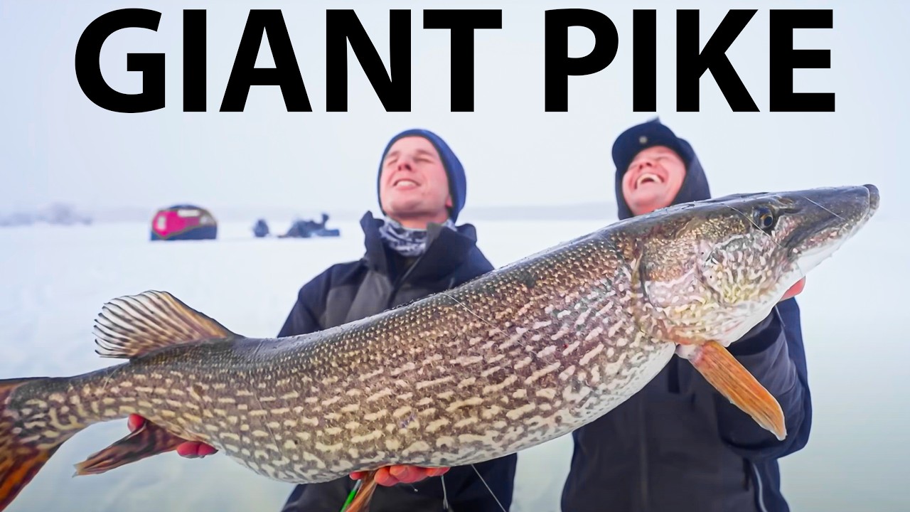 Fishing For A Giant Pike