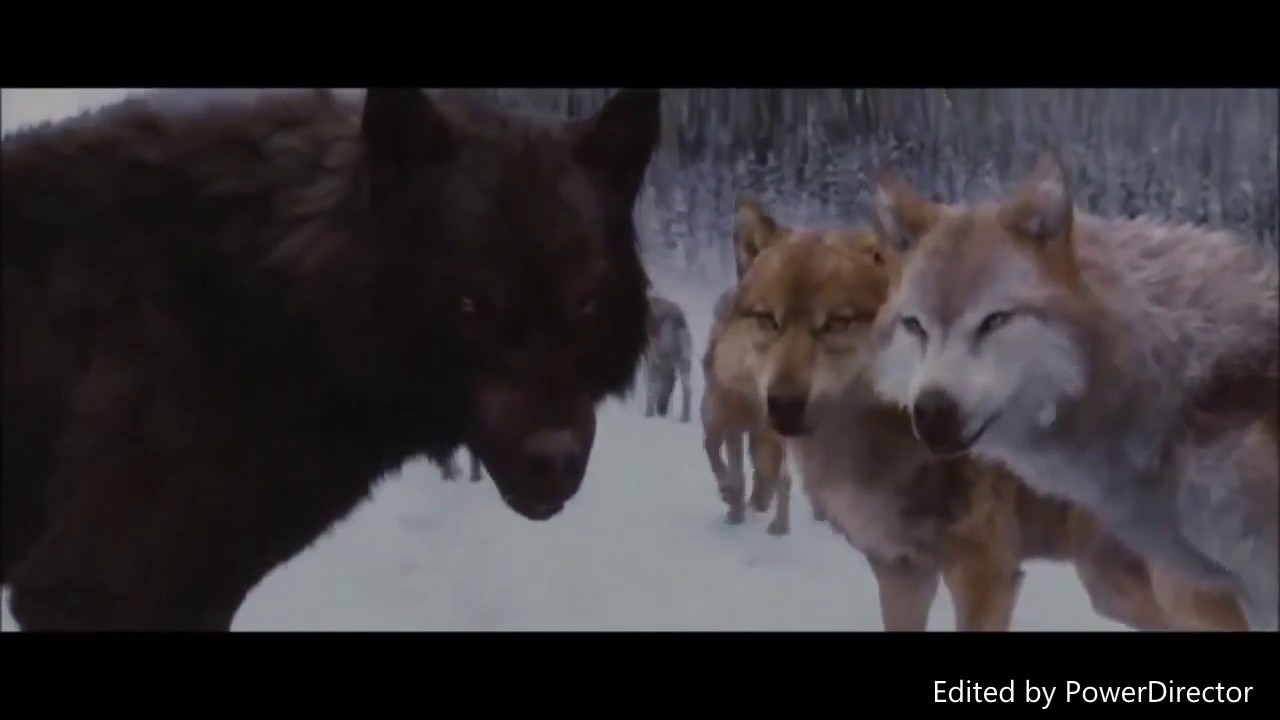 Twilight Wolves - Turn Your Face Towards The Sun