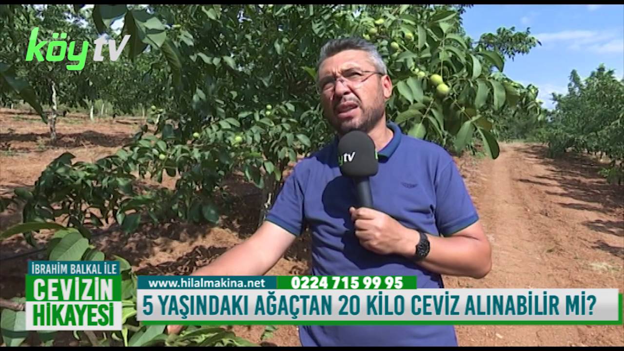 5 Yaş Ceviz Ağacından 20 Kilo Meyve Alınabilir mi?