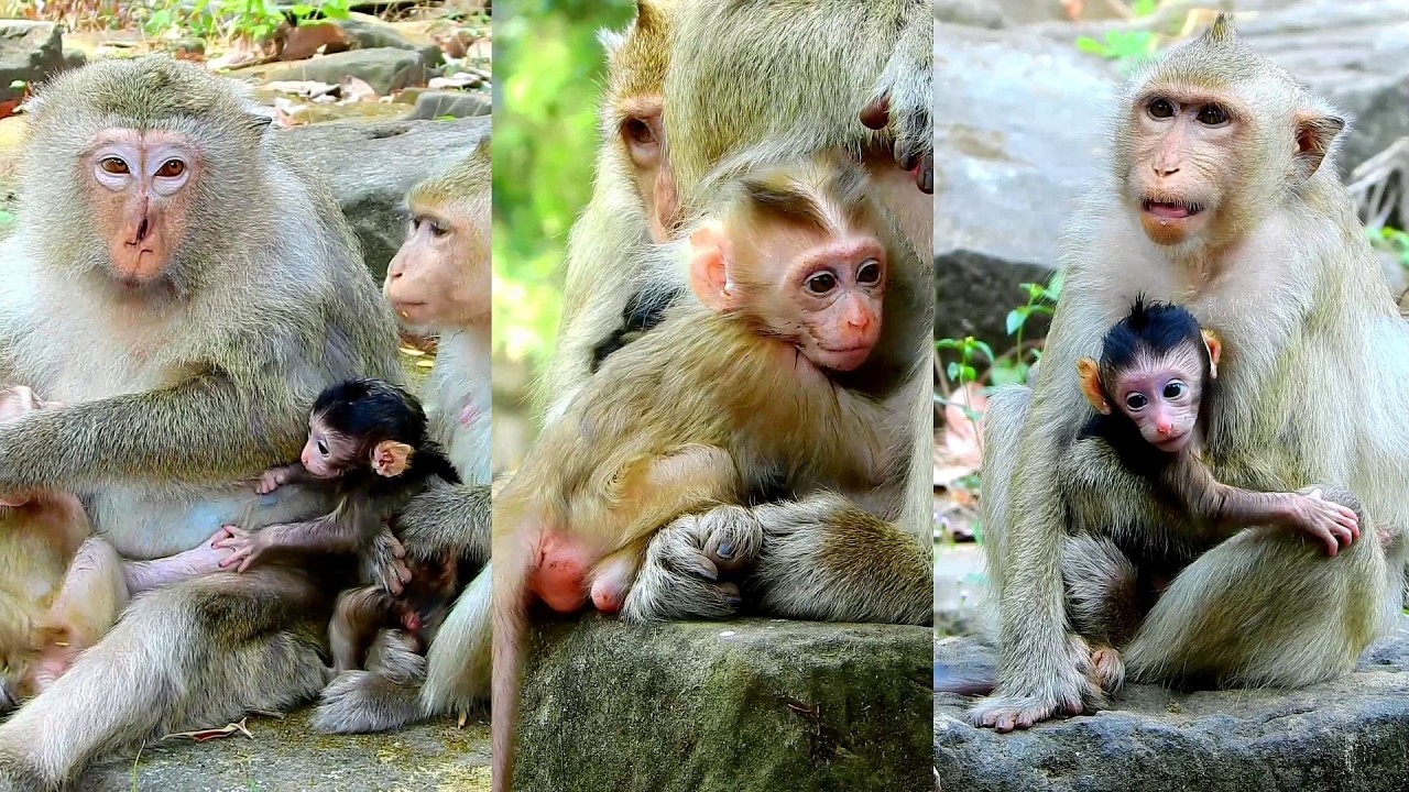 Cute newborn baby monkey wants to get out go walking.