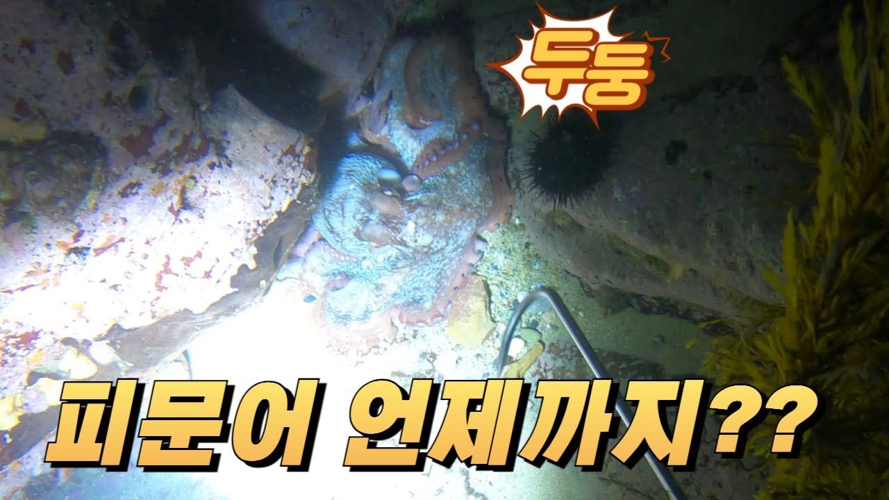 동해 바다 피문어 해루질 🐙  #octopus