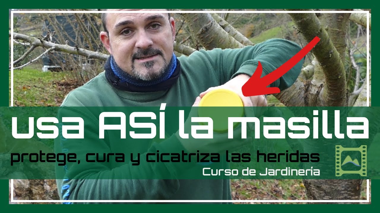 PROTEGE, CURA y CICATRIZA las heridas de tus árboles 🦠 [v 62] Curso básico de Jardinería 2021 | LdN