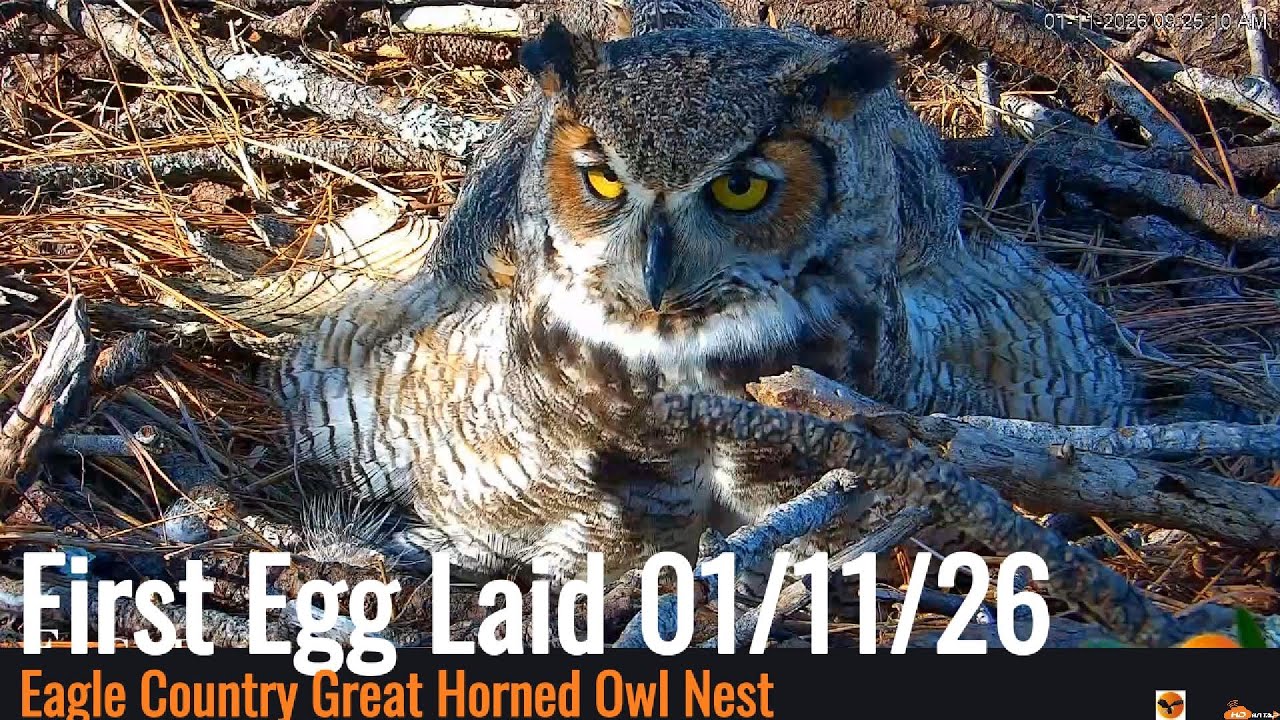 Eagle Country Great Horned Owl Couple Laid First Egg 01/11/26