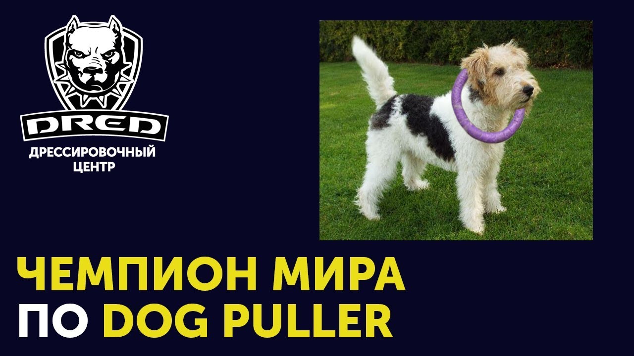 Интервью с чемпионом мира по Dog Puller | Фокс Терьер Fox terier | Танец чемпиона | +Розыгрыш
