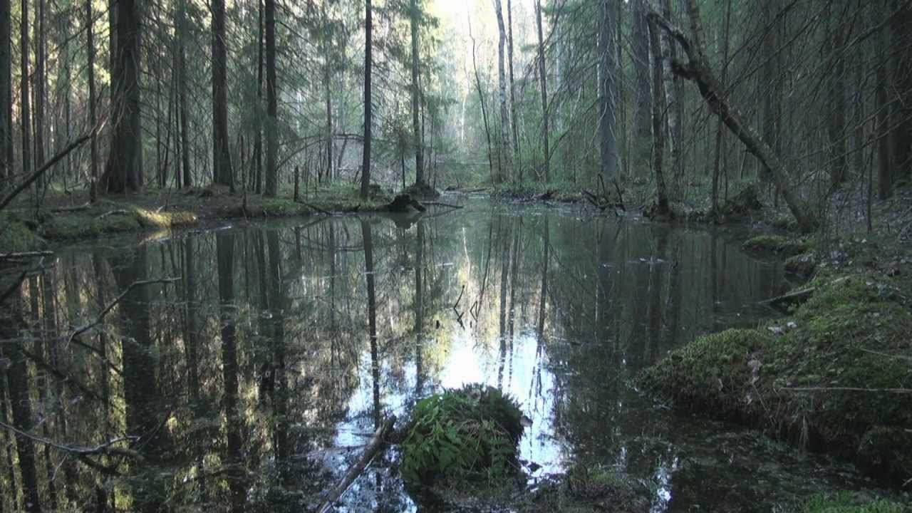 Finnish Nature  and the spring forest