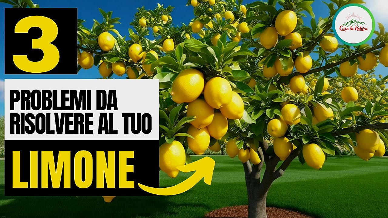 LIMONE: 3 PROBLEMI FONDAMENTALI PER UNA CRESCITA SANA E UNA PRODUZIONE DI LIMONI ABBONDANTE