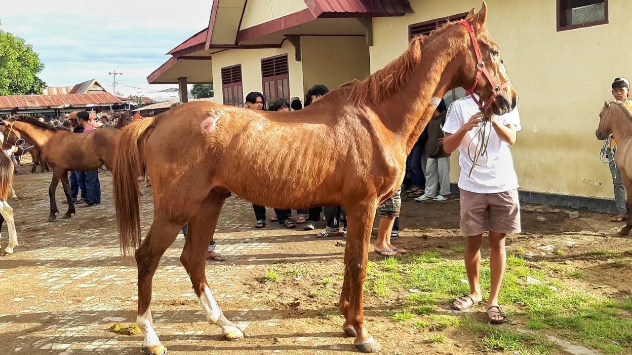 THE ARRIVAL OF BIG AND TALL HORSES WITH AFFORDABLE PRICES | HORSE SALES BUSINESS