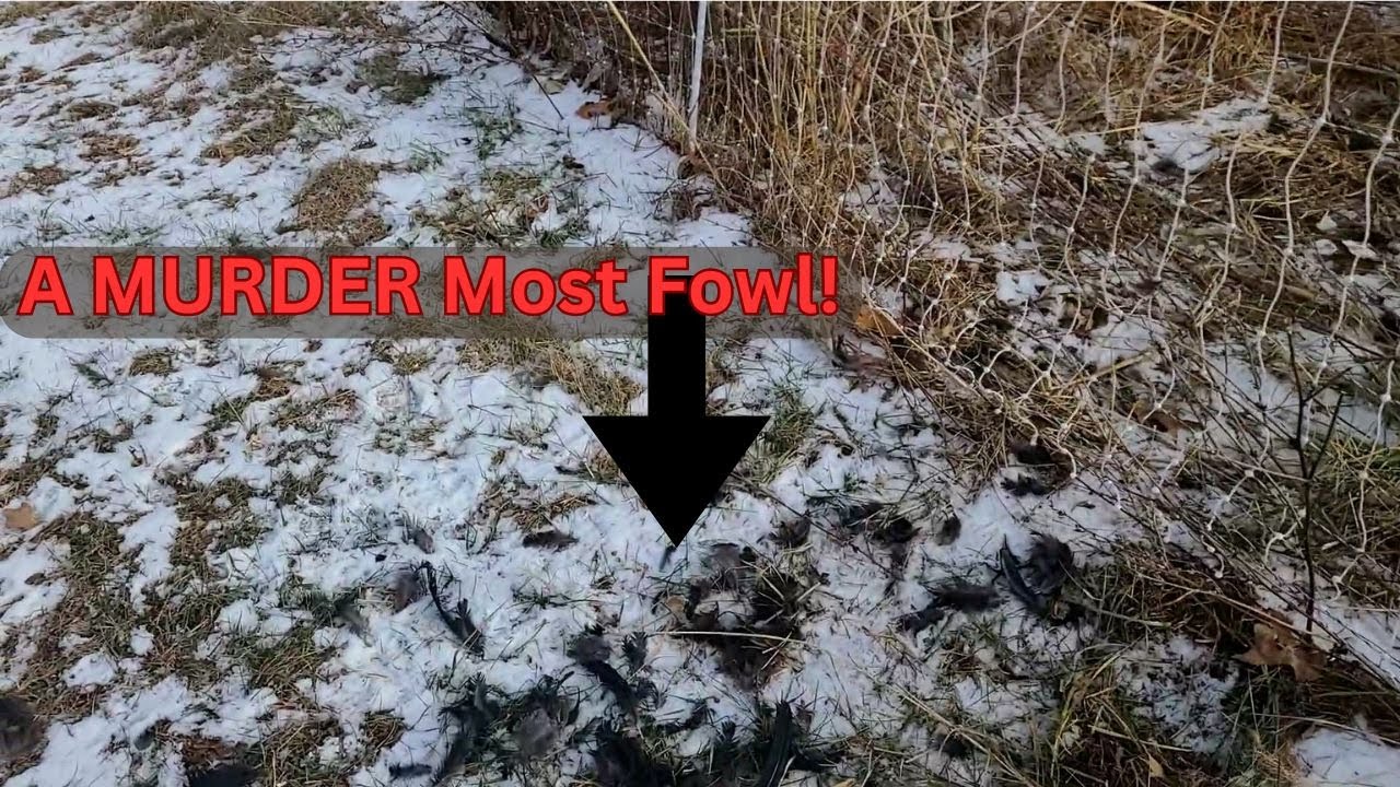Hard Lessons From Chicken Predation | Fixing Weaknesses for a Stronger Flock #death