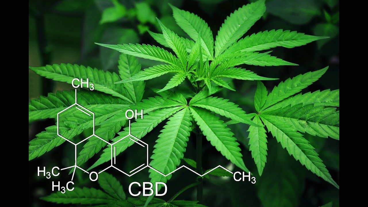 CANNABIDIOL (CBD) / ACEITE CBD / GU&Iacute;A CULTIVO PART.1