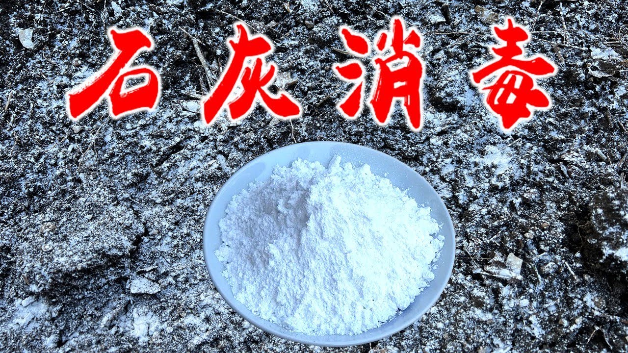 Youtube最全面的石灰科普视频：石灰消毒菜地，什么石灰？用多少？怎么用？