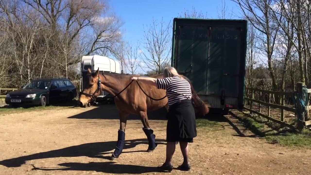 My horse's first time in travel boots! Funny!