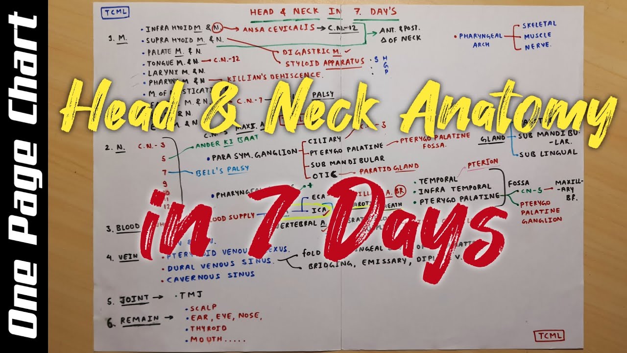 Head and Neck Anatomy in 7 Days | Strategy | Dr. Pawan nagar