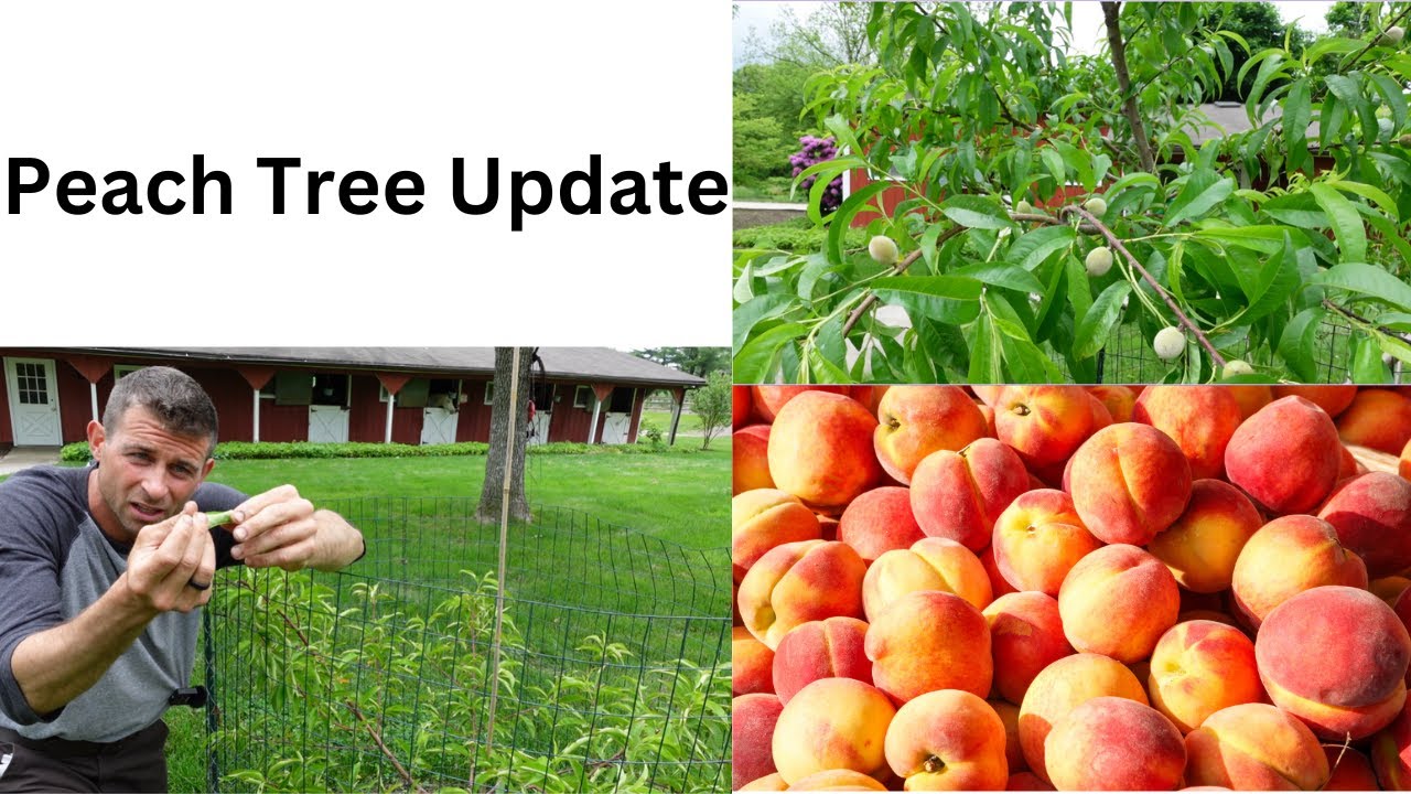 My Top Peach Tree Recommendation