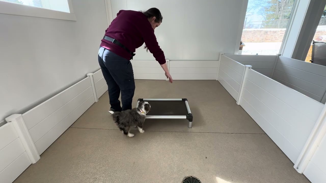 Millie Training Session 02/24