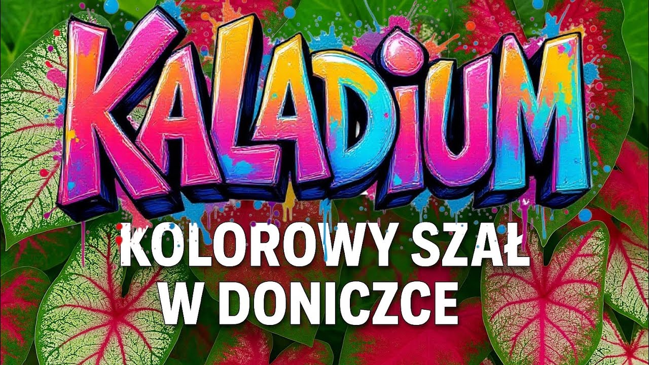 Czy Kaladium To Najlepsza Roślina Dla Twojego Domu?