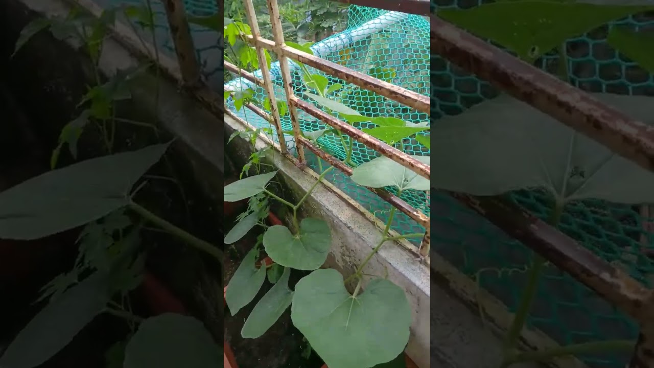 বেলকনিতে লাউ গাছ 🤗#gardening#viral video#@nipanipa9765