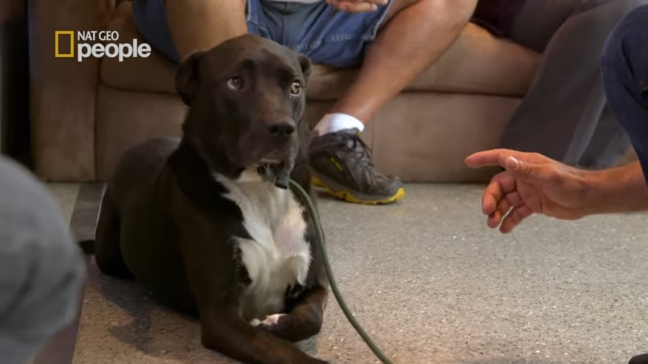 Życie tego psa zależało od jego właścicieli [Cesar Millan na ratunek]