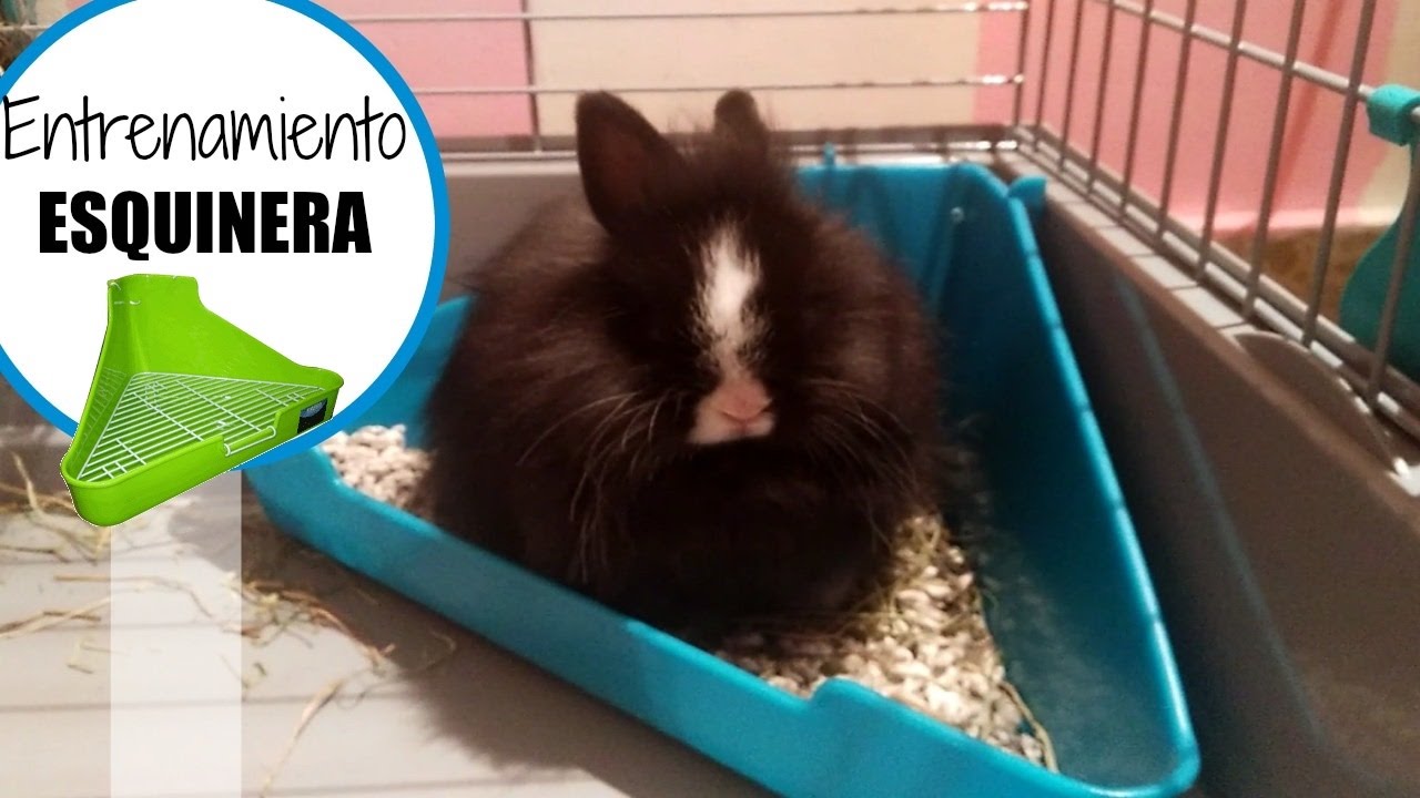 ENTRENAMIENTO ESQUINERA CONEJO | Peque Bunnies