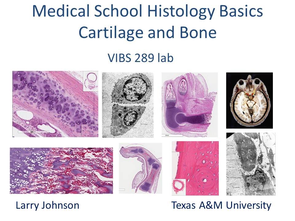 Medical School Histology Basics - Cartilage and Bone