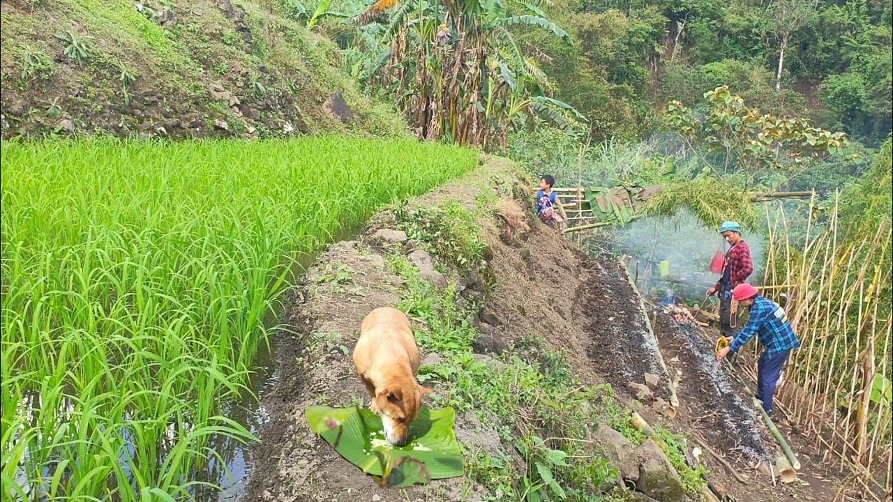 Days of toil | Planting cabbage, beans, corn, peanut and sweet potato