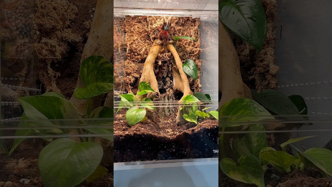 Tarantula Cribs Caribena Versicolor (Antilles Pink Toe Tarantula) #tarantula #arachnid #shorts
